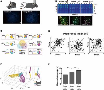 S1 Employs Feature-Dependent Differential Selectivity of Single Cells and Distributed Patterns of Populations to Encode Mechanosensations